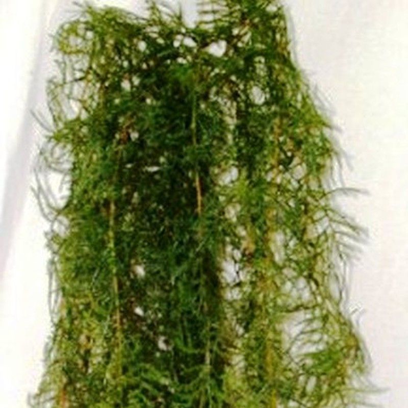 Esparraguera Artificial