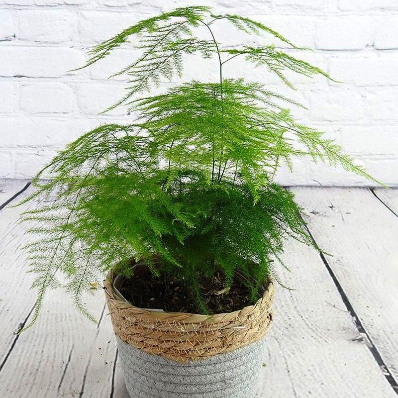 Esparraguera Plumosa