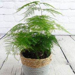 Esparraguera Plumosa