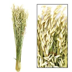Espigas de Avena Natural Secas