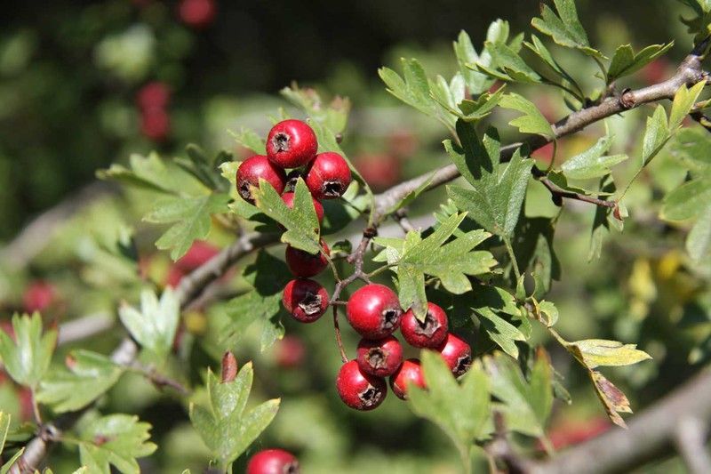 Espino albar, majuelo, espinera, Crataegus monogyna.
