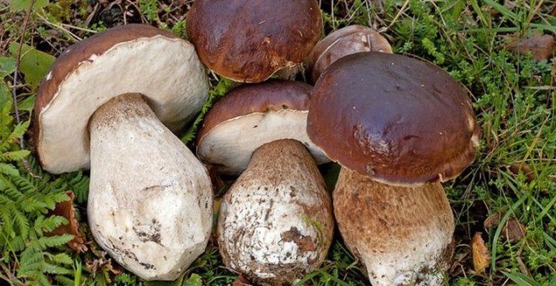 espora de Boleto (Ceps)