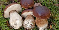espora de Boleto (Ceps)