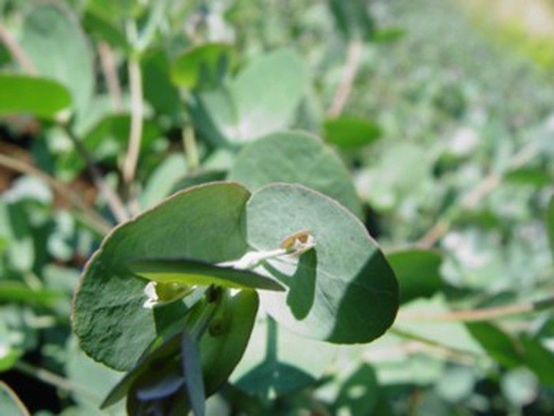 Eucalipto decorativo, gomero de la sidra, Eucalyptus gunni