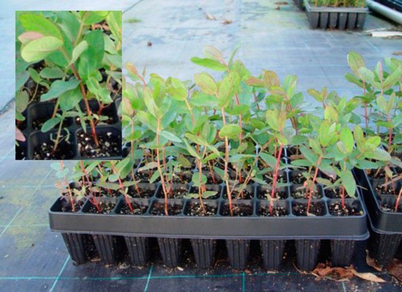 Eucalipto nitens, Eucalyptus nitens