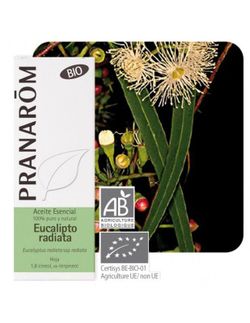 Eucalipto radiata hoja 10 ml