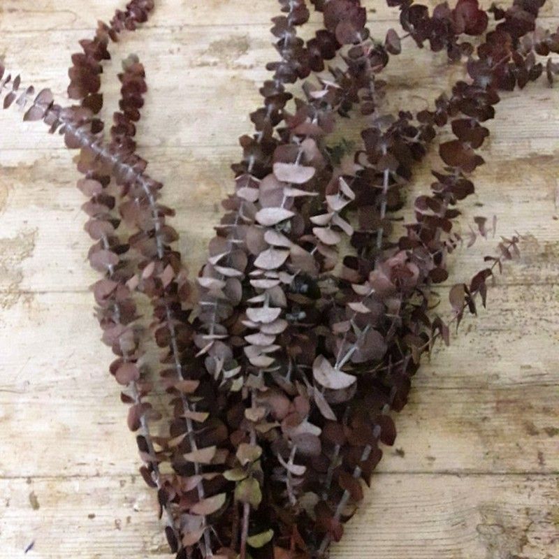 Eucaliptus Baby Rojizo