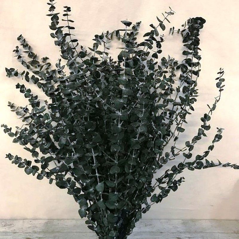 Eucaliptus Baby Super Preservado