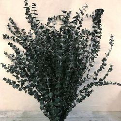 Eucaliptus Baby Super Preservado