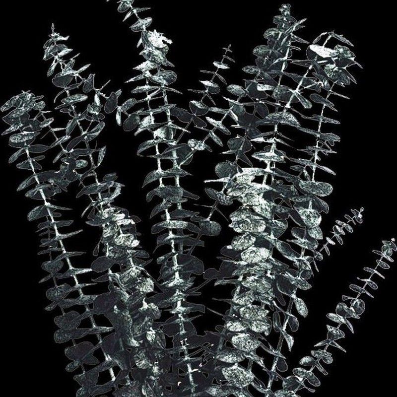 Eucaliptus Baby Verde. (515.000)