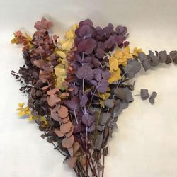 Eucaliptus Cinerea Otoñal Preservado