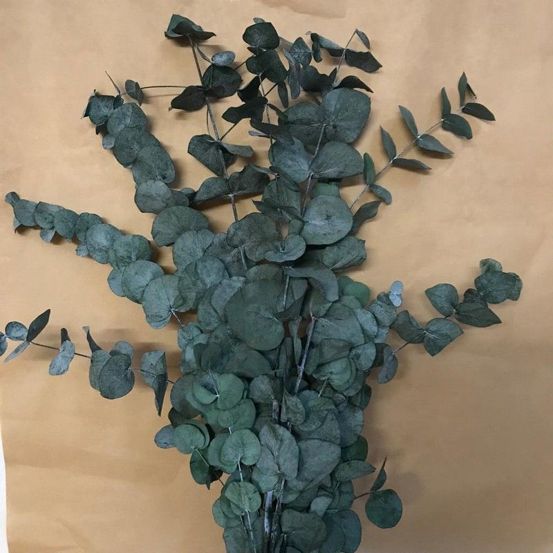 Eucaliptus Cinerea Preservado