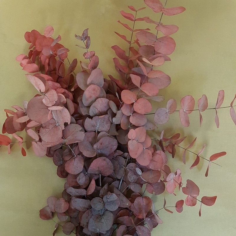 Eucaliptus Cinerea Rojizo Preservado