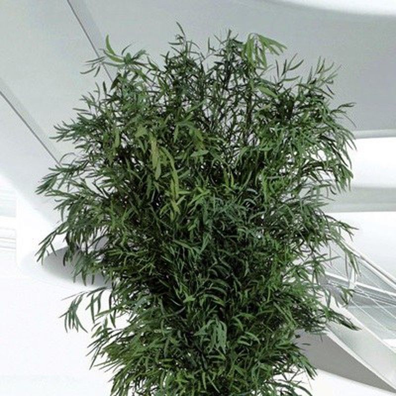 Eucaliptus Nicoly Árbol Preservado