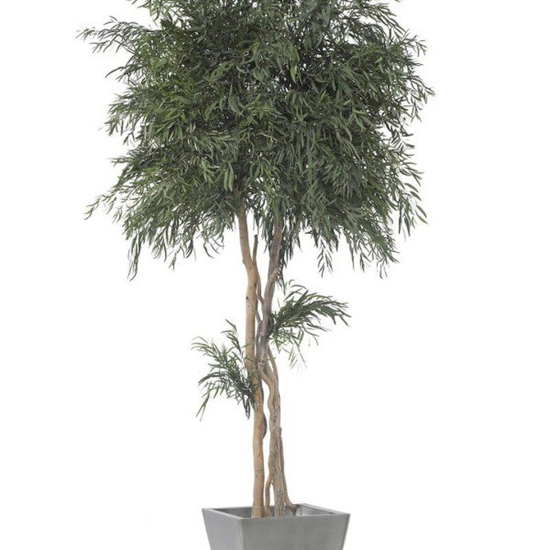 Eucaliptus Nicoly Copa Preservado