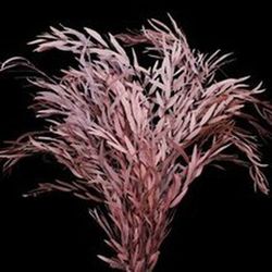 Eucaliptus Nicoly Rojo Preservado