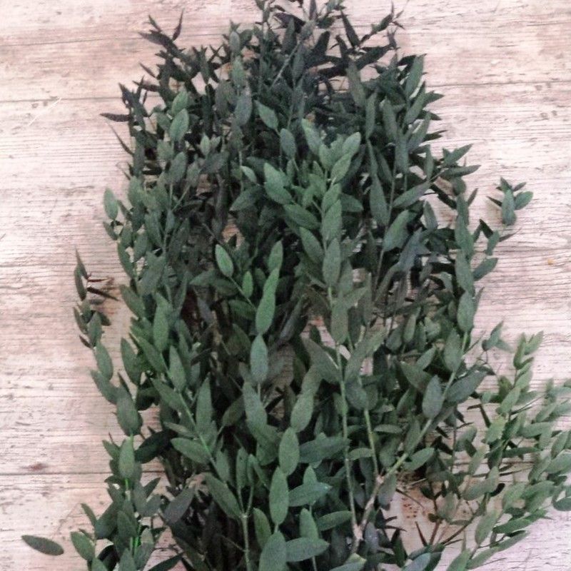 Eucaliptus Parvifolia Preservado