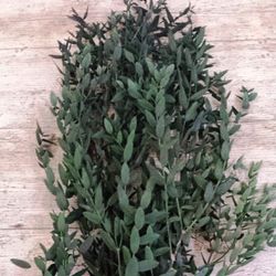 Eucaliptus Parvifolia Preservado