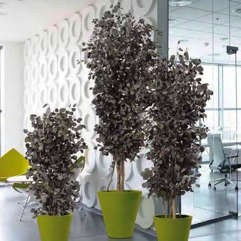 Eucaliptus Populus Árbol Preservado