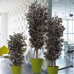 Eucaliptus Populus Árbol Preservado