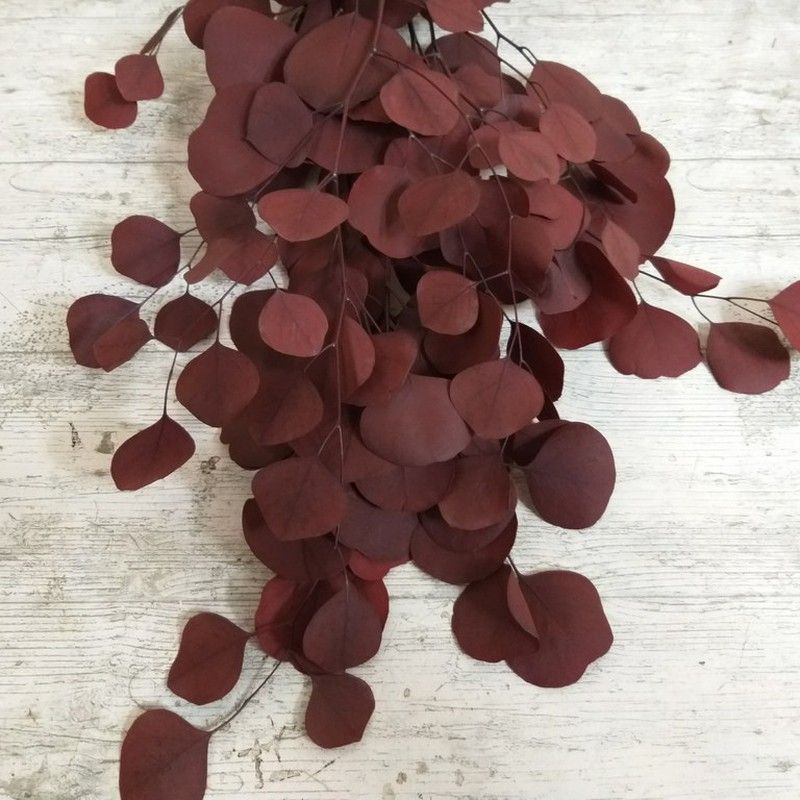 Eucaliptus Populus Rojo Preservado