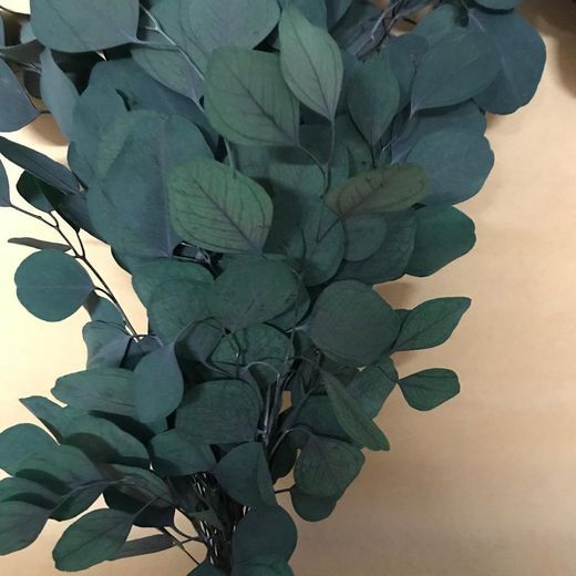 Eucaliptus Populus Verde Preservado