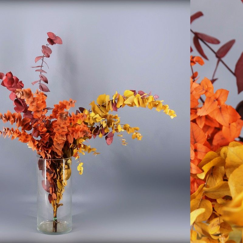 Eucaliptus Stuartiana Otoñal Preservado