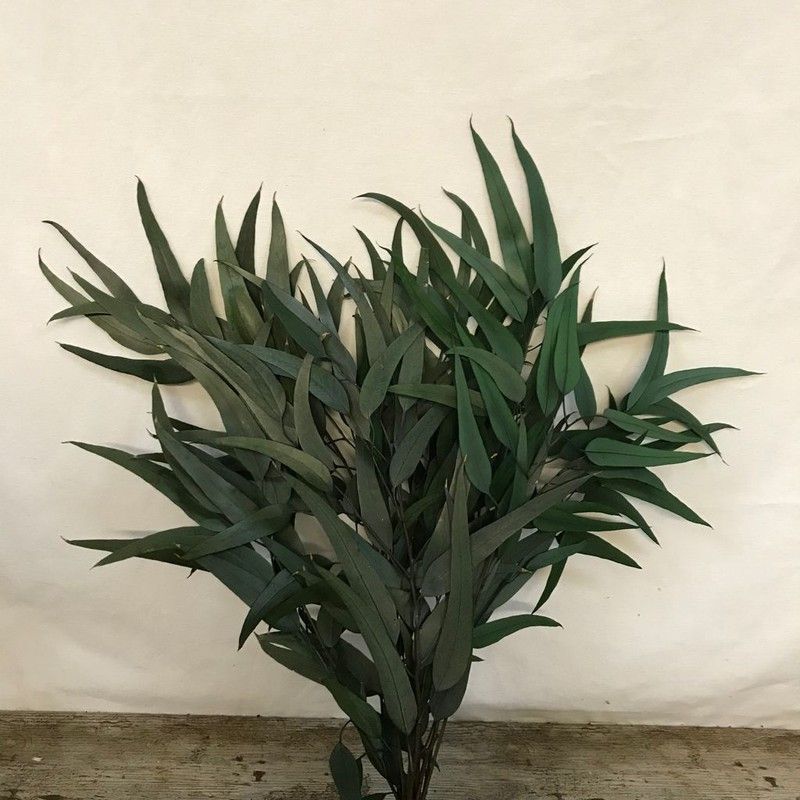 Eucaliptus Willow Preservado