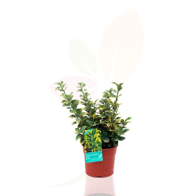 Euonymus japonica aurea