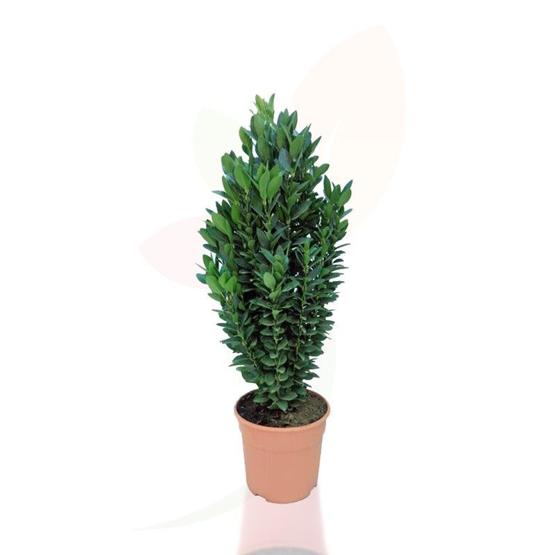 Euonymus japonicus verde