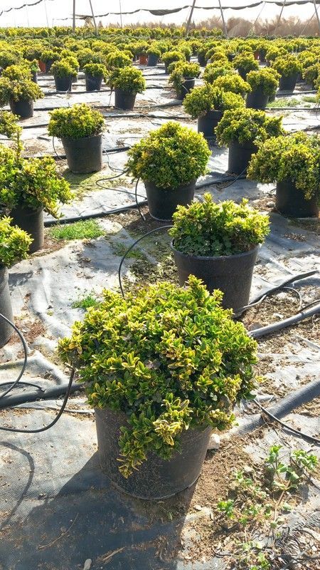 EUONYMUS MYCROPHILLA AUREA