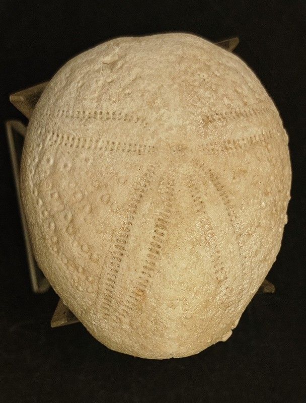 Eupatagus antillarum