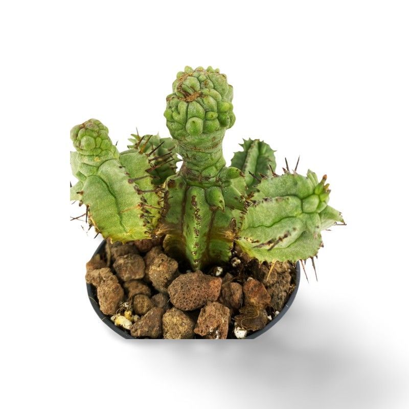 Euphorbia Horrida Monstruosa