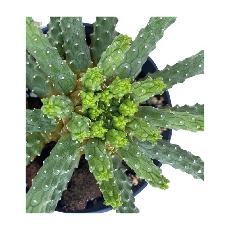 Euphorbia Inermis Espina de Diablo