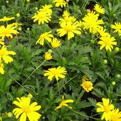 Euryops Chrisanthemoides