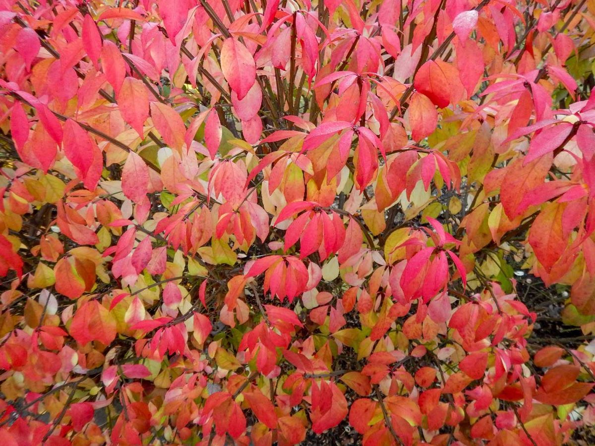 Evónimo, bonetero alado, Euonymus alatus