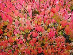 Evónimo, bonetero alado, Euonymus alatus