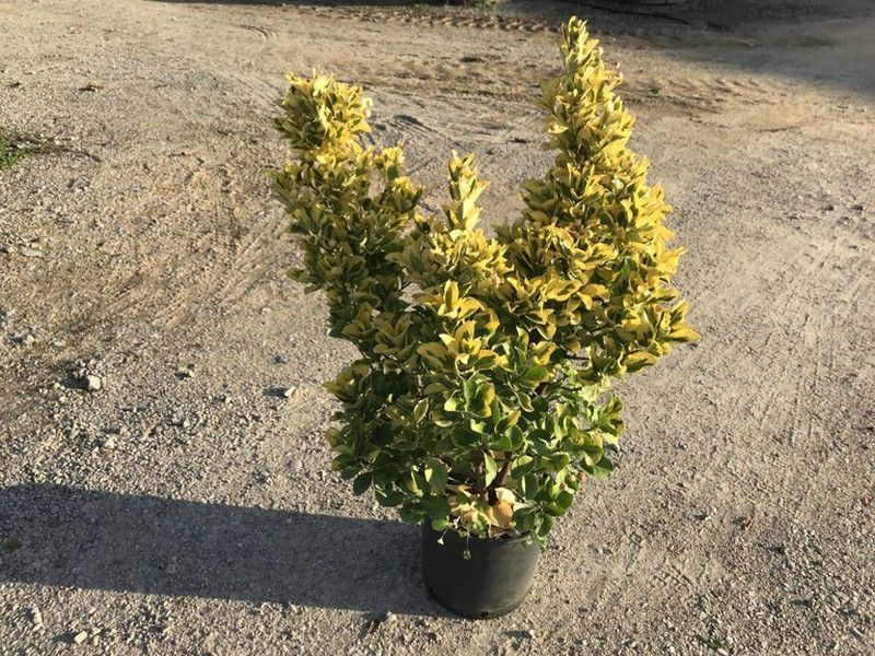 Evónimo   Bonetero del Japón     Euonymus japonicus Aureomarginatus