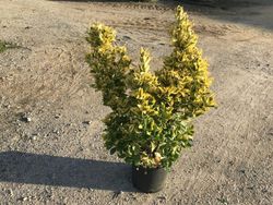 Evónimo   Bonetero del Japón     Euonymus japonicus Aureomarginatus