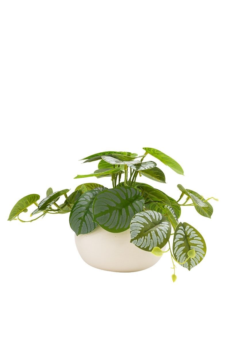 Exótica Calathea artificial