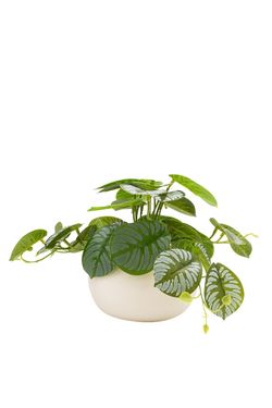 Exótica Calathea artificial