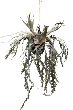 Exótica KoKedama de Helecho Cuerno de Alce artificial