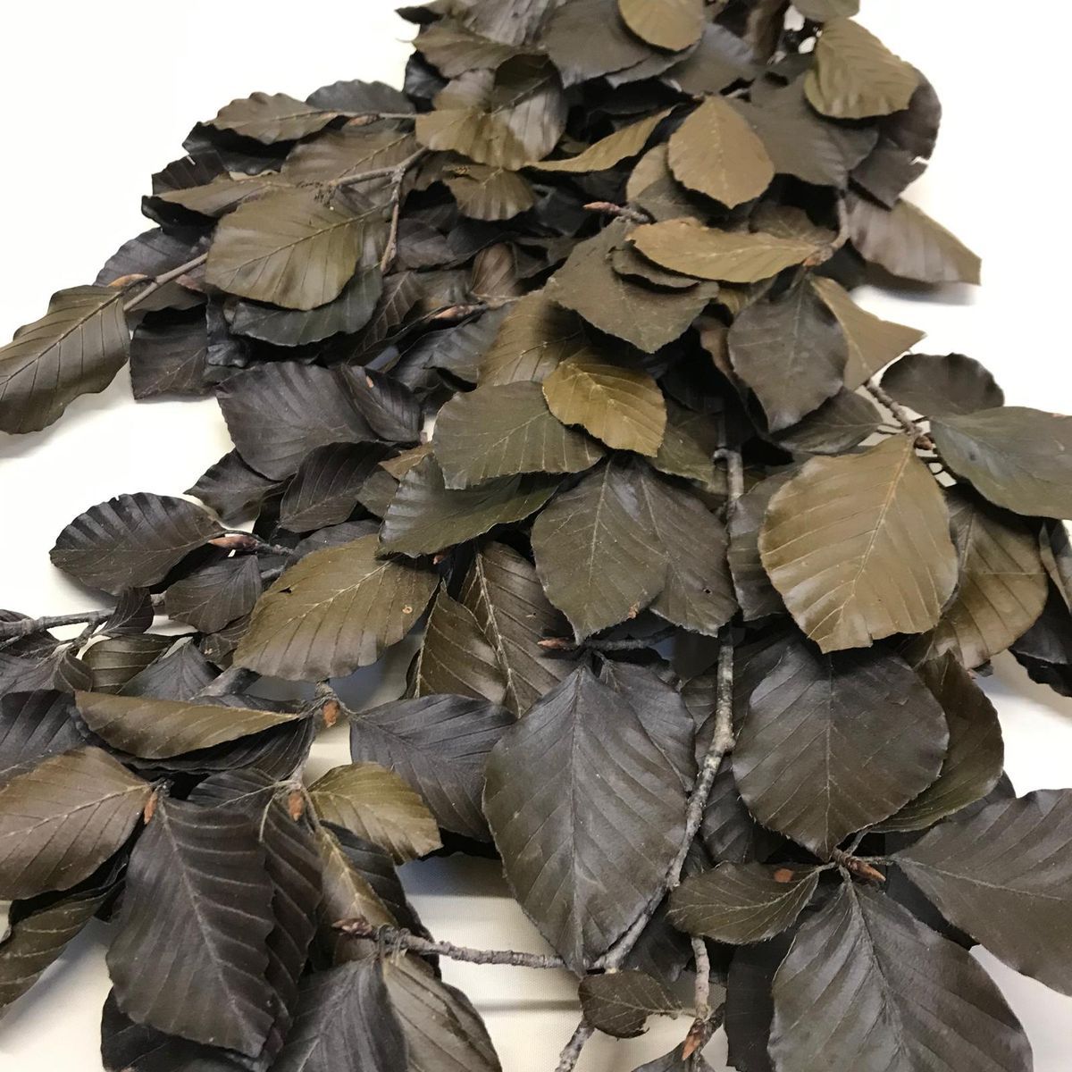 Fagus Preservado Verde.