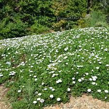 Falkia Repens Caja 6 uds.