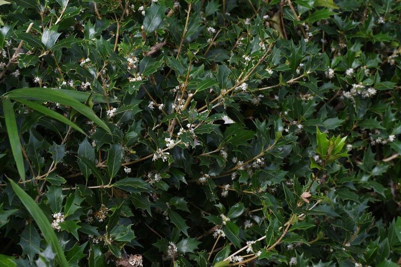 Falso acebo - Osmanthus heterophyllus