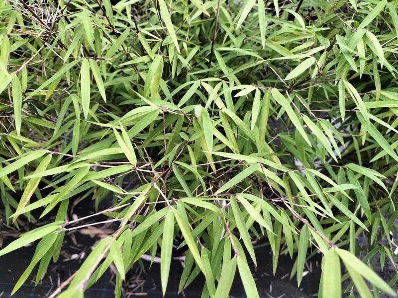 Fargesia angustissima