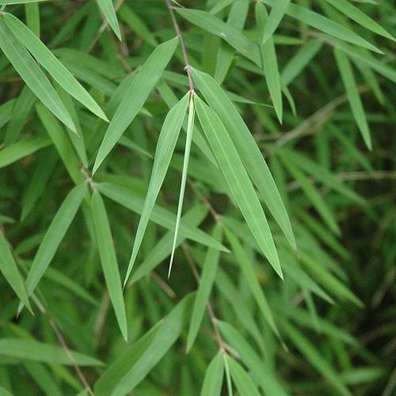 Fargesia angustissima