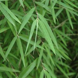 Fargesia angustissima