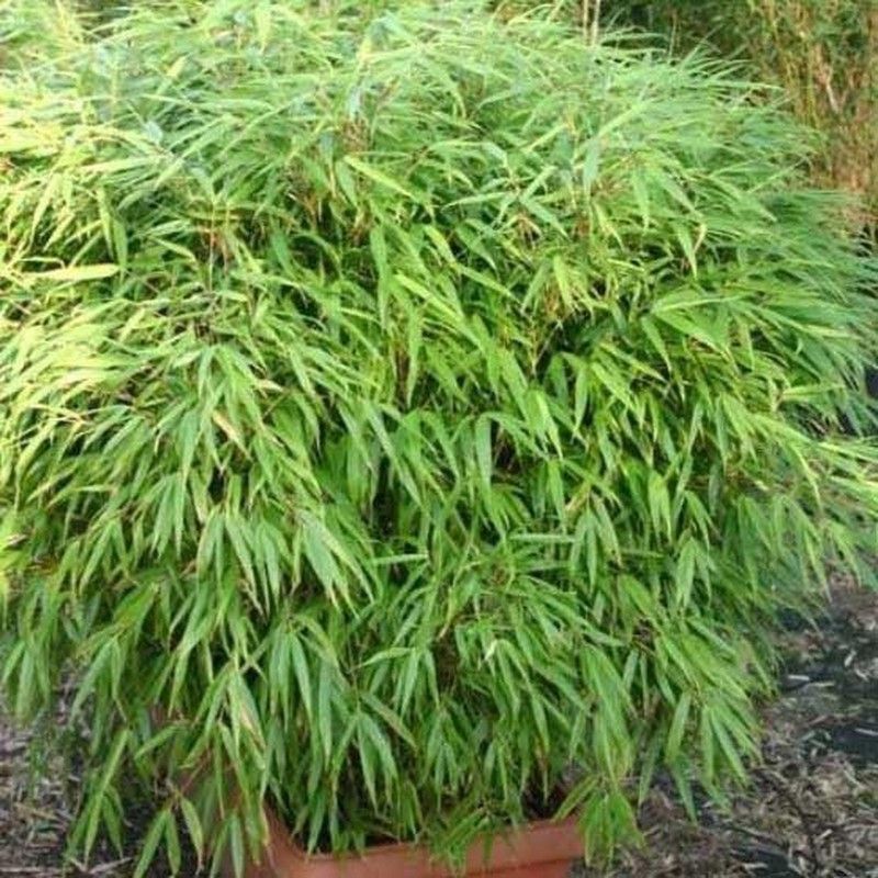 Fargesia Rufa