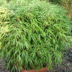 Fargesia Rufa